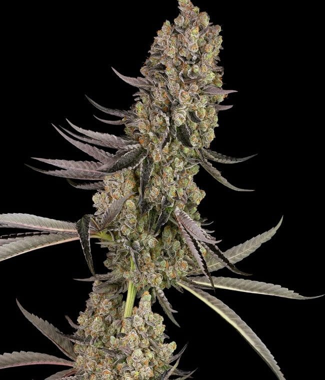Vlad the Inhaler from White Label Seeds