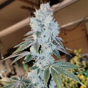 Voila RBX5 Auto cannabis seeds – Guaranteed female plants – Earthy – Super Strength – image 1 from Seed City