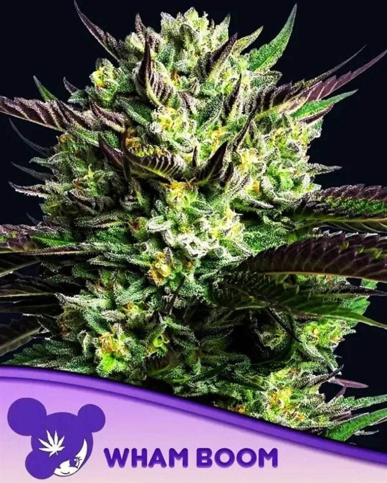 WHAM BOOM from Anesia Seeds