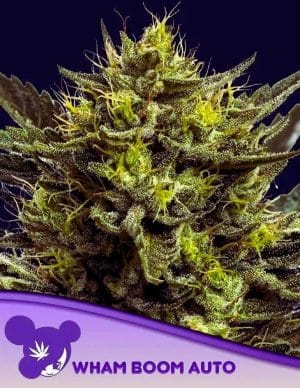 WHAM BOOM Auto