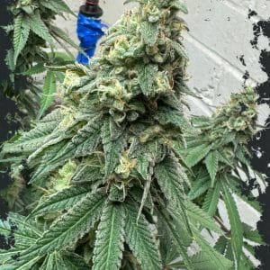 WarHeadz by ElevenThirty Genetics – Guaranteed female plants – The End of October – Couch Lock – image 1 – Seed City