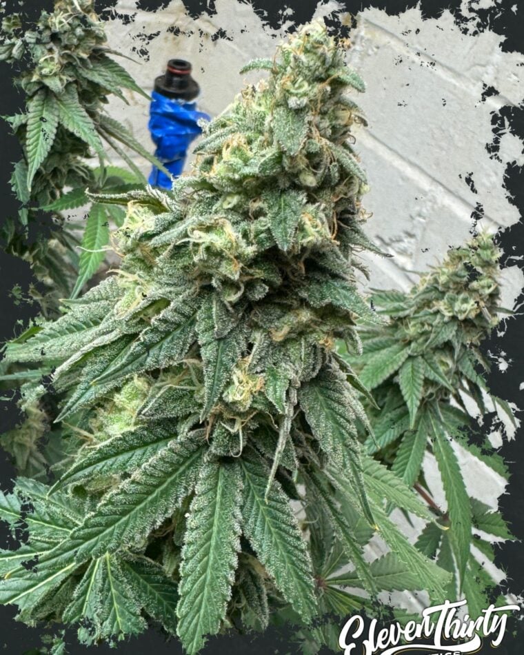 WarHeadz by ElevenThirty Genetics – Guaranteed female plants – The End of October – Couch Lock – image 1 – Seed City