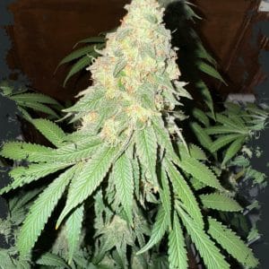 War Headz Auto from ElevenThirty Genetics