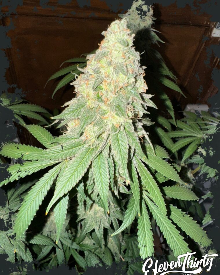 War Headz Auto from ElevenThirty Genetics