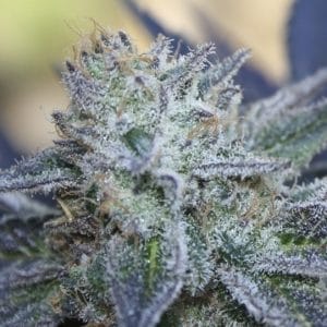 Washing Machine cannabis seeds – The End of September – Outdoor cultivation – Female seeds – image 1 from Seed City