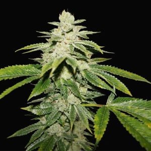 WaterMelon Ultra from TH Seeds