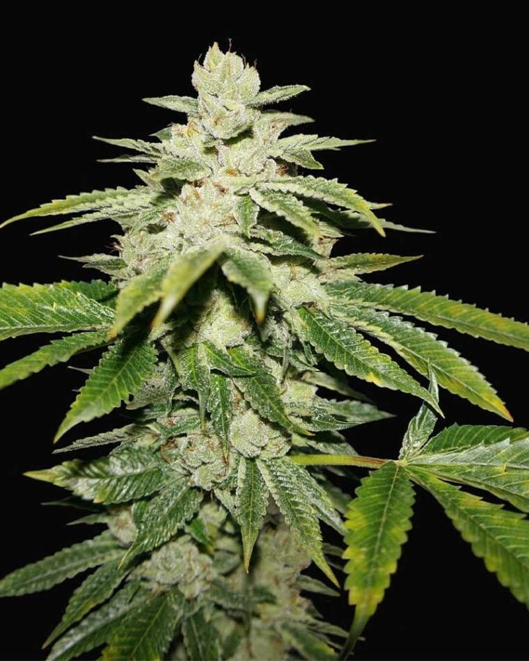 WaterMelon Ultra from TH Seeds