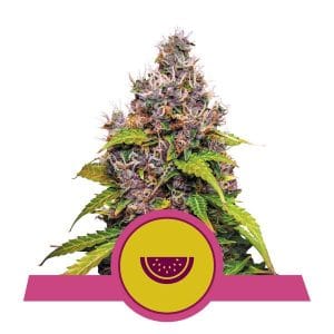 Watermelon cannabis seeds – Good for outdoor grow – Mostly Indica – Social – image 1 from Seed City