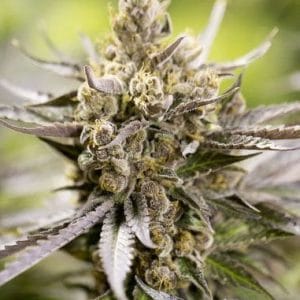 Watermelon Auto cannabis seeds – Auto-Flowering – Fruity – Indica Dominant – image 1 from Seed City