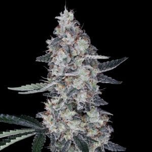 Watermelon Man Autoflowering