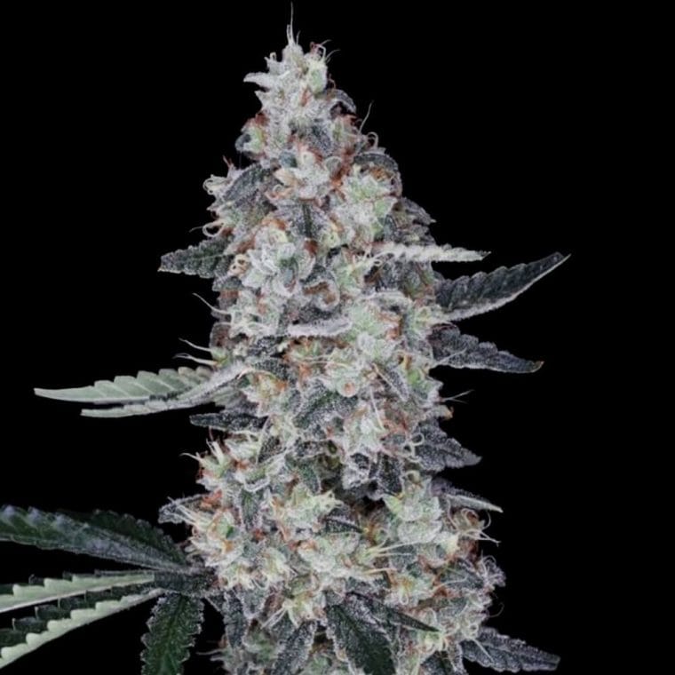 Watermelon Man Autoflowering cannabis seeds – Indica-heavy – Feminized – Outdoor cultivation – image 1 from Seed City