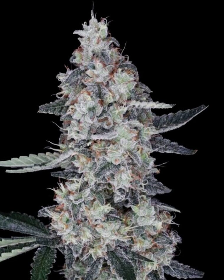 Watermelon Man Autoflowering cannabis seeds – Indica-heavy – Feminized – Outdoor cultivation – image 1 from Seed City