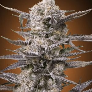 Watermelon OG cannabis seeds – Super Strength – 12/12 Photoperiod – Fruity – image 1 from Seed City