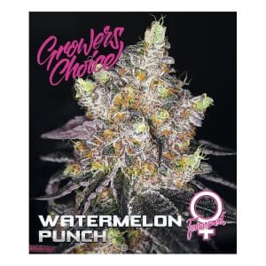 Watermelon Punch