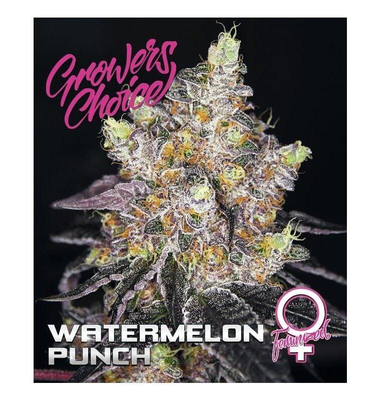 Watermelon Punch cannabis seeds – Sweet – Middle of October – Guaranteed female plants – image 1 from Seed City