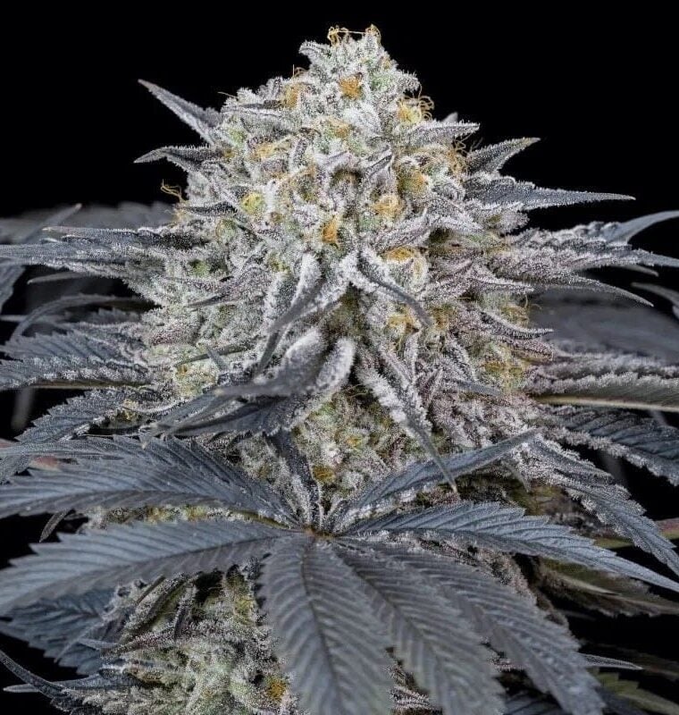 Watermelon Runtz cannabis seeds – 12/12 Photoperiod – High Yielding – Indica Dominant – image 1 from Seed City