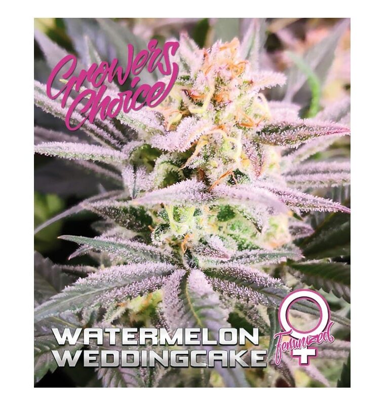 Watermelon Wedding Cake by Growers Choice – Super Strength – Feminized – Middle of October – image 1 – Seed City