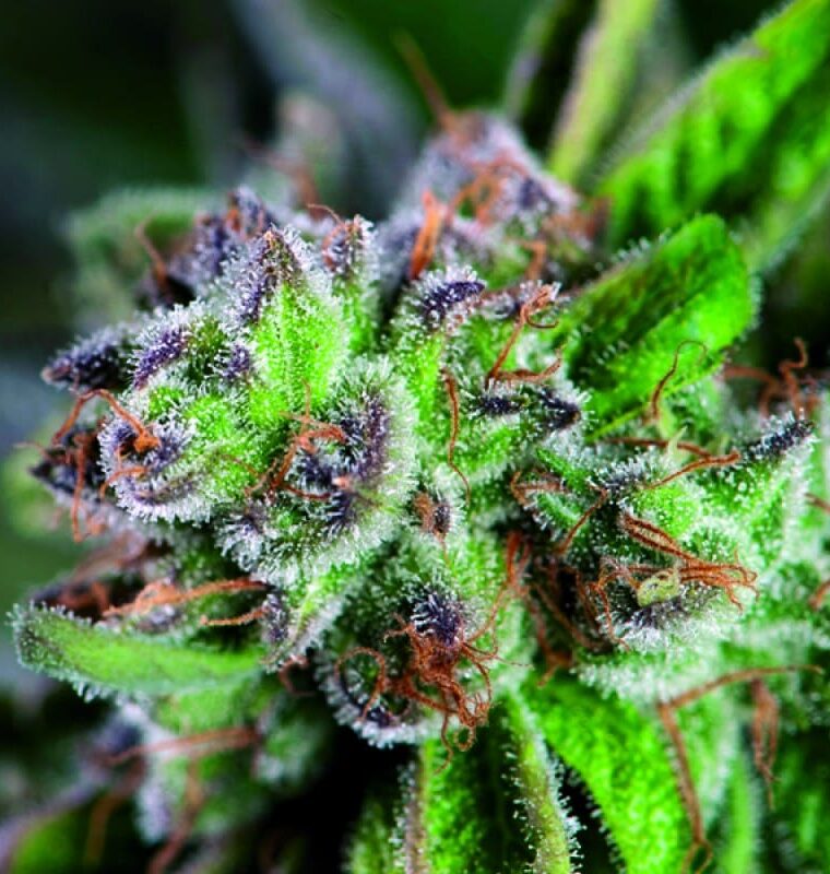 Watermelon Zkittlez cannabis seeds – 50% Indica/50% Sativa – Middle of September – Fruity – image 1 from Seed City