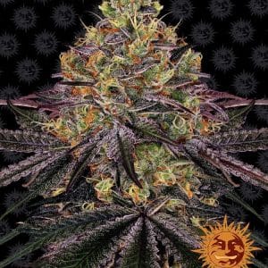 Watermelon Zkittlez cannabis seeds – 12/12 Photoperiod – Outdoor – Euphoric – image 1 from Seed City