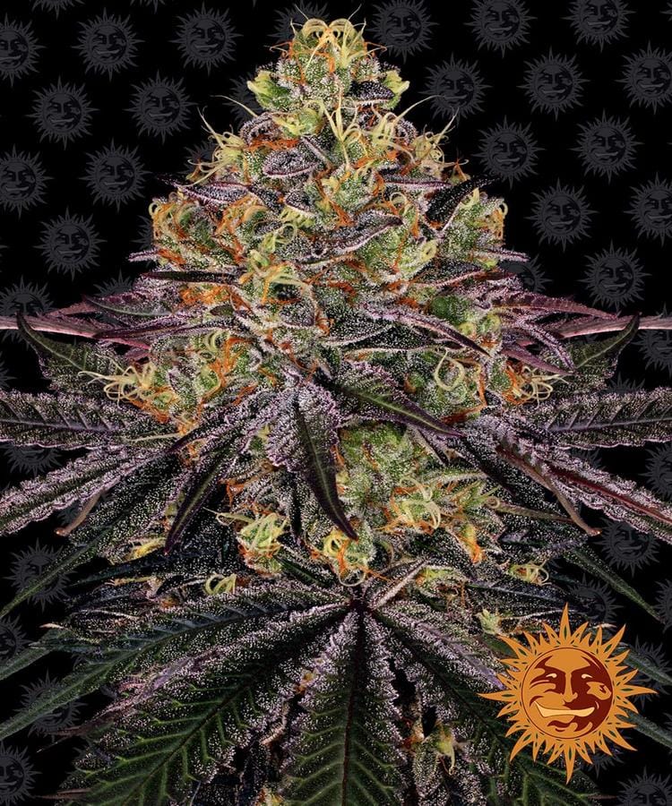 Watermelon Zkittlez cannabis seeds – 12/12 Photoperiod – Outdoor – Euphoric – image 1 from Seed City