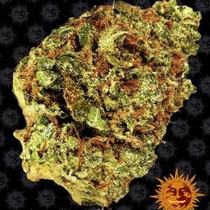 Image 1 of Watermelon Zkittlez Auto cannabis by Barneys Farm Seeds – Relaxing – Super Strength – Berry – Seed City