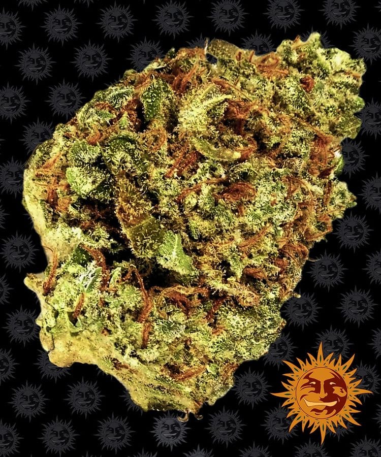 Image 1 of Watermelon Zkittlez Auto cannabis by Barneys Farm Seeds – Relaxing – Super Strength – Berry – Seed City