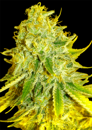 Watermelon Zkittles