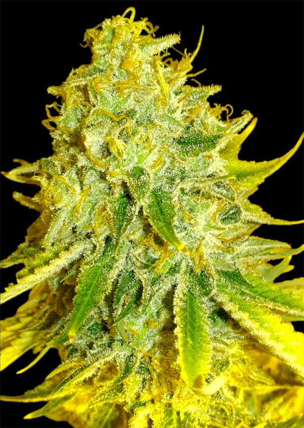 Watermelon Zkittles from BSB Genetics