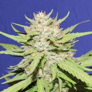 Wedding Cake from Original Sensible Seeds