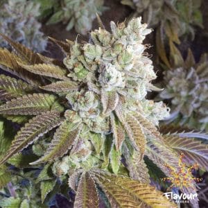 Indica-heavy – Sweet – 12/12 Photoperiod – Wedding Cake strain – image 1 – from Flavour Chasers via Seed City