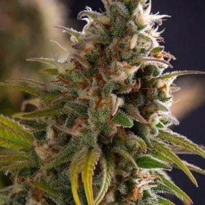 Wedding Cake from PowerStrains