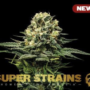 Wedding Cake cannabis seeds – High Yielding – Tall (140cm plus) – Minty – image 1 from Seed City