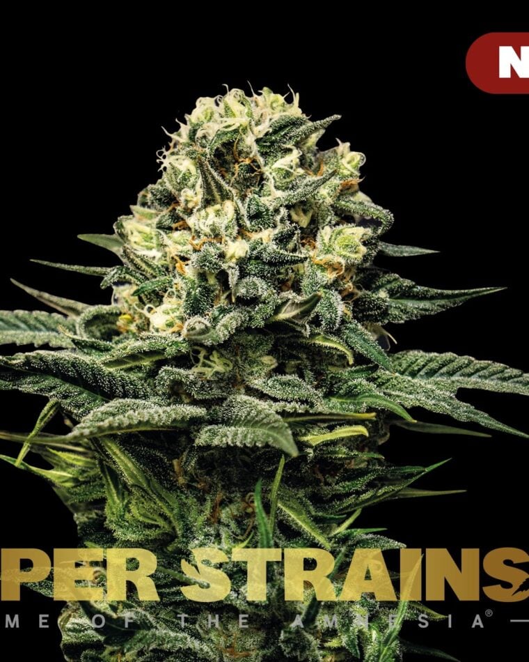 Wedding Cake cannabis seeds – High Yielding – Tall (140cm plus) – Minty – image 1 from Seed City
