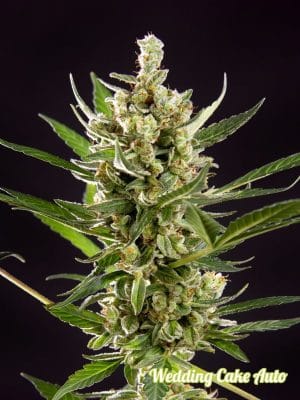 Wedding Cake Auto