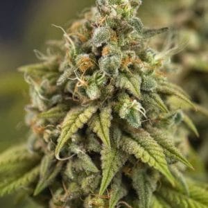 Image 1 of Wedding Cake Auto cannabis by PowerStrains – Creative – Female seeds – Large yield – Seed City