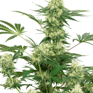 Wedding Cheesecake cannabis seeds – Relaxing – Indica Dominant – 12/12 Photoperiod – image 1 from Seed City