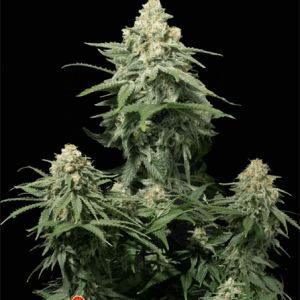 Wedding Cheesecake Fast Flowering cannabis seeds – Feminized – Indoor-friendly – Super Strength – image 1 from Seed City