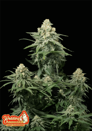 Wedding Cheesecake Fast Flowering