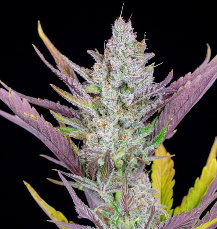 Wedding Glue Auto by FastBuds – Super Strength – Vanilla – Feminized – image 1 – Seed City