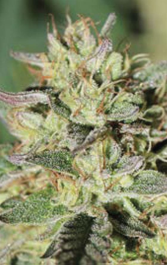 Image 1 of Wedding Tree cannabis by Humboldt Seed Company – Cake – Middle of October – Outdoor – Seed City
