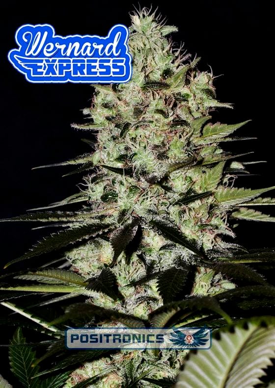 Wernard Express cannabis seeds – Outdoor cultivation – Feminized – Auto-Flowering – image 1 from Seed City
