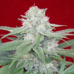 Werther's Original by Propaganja Seeds – The End of September – 12/12 Photoperiod – Feminized – image 1 – Seed City