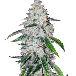 West Coast OG by FastBuds – Guaranteed female plants – Super Strength – Outdoor cultivation – image 1 – Seed City