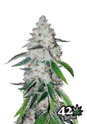 West Coast OG