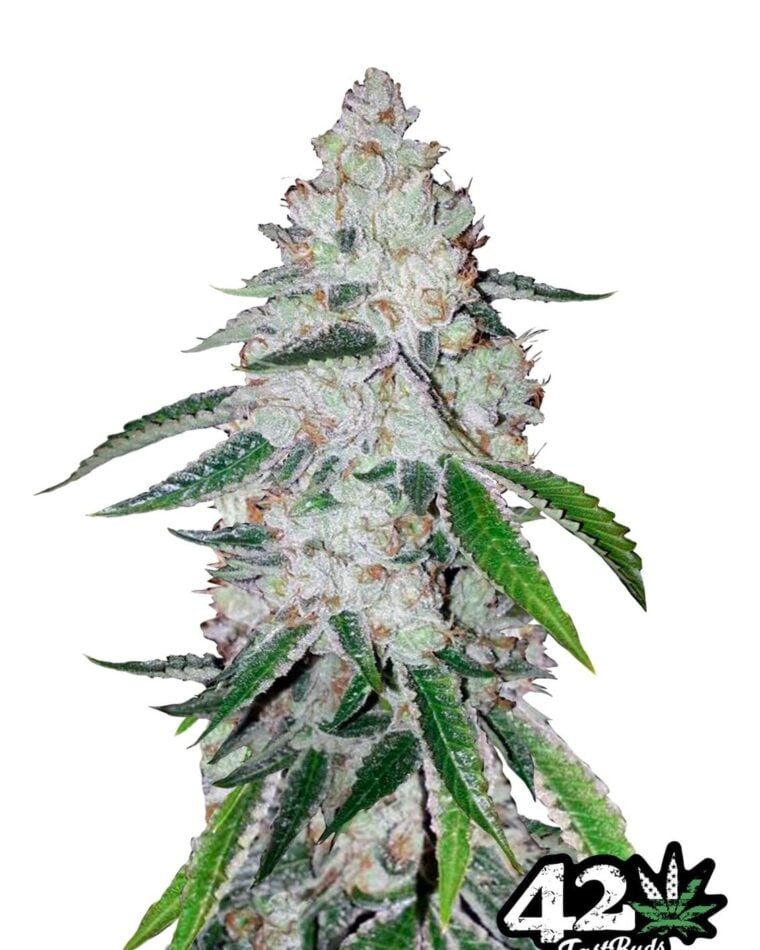 West Coast OG by FastBuds – Guaranteed female plants – Super Strength – Outdoor cultivation – image 1 – Seed City