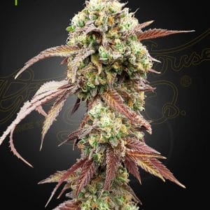 West Coast OG x Gelato 41 Auto cannabis seeds – Citrus – Female seeds – Auto-Flowering – image 1 from Seed City