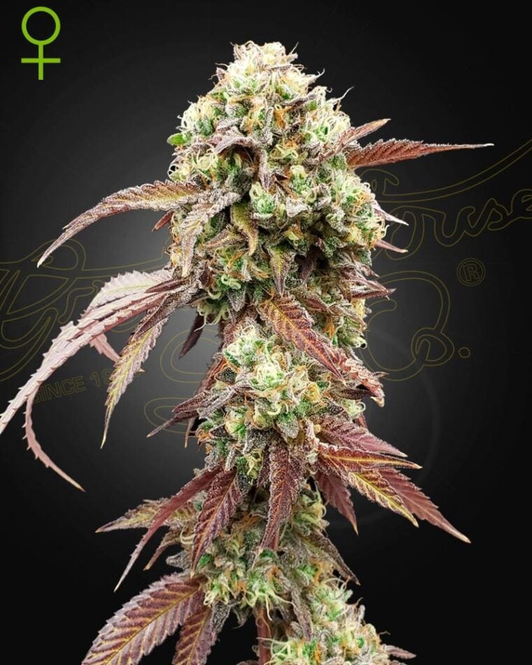 West Coast OG x Gelato 41 Auto cannabis seeds – Citrus – Female seeds – Auto-Flowering – image 1 from Seed City