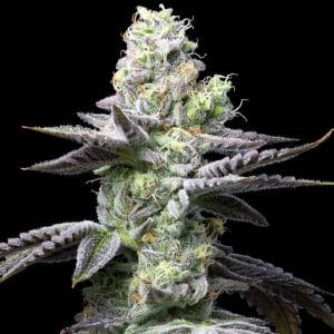 Wet Wet by Cookies Seed Bank – Guaranteed female plants – Indoor – 12/12 Photoperiod – image 1 – Seed City