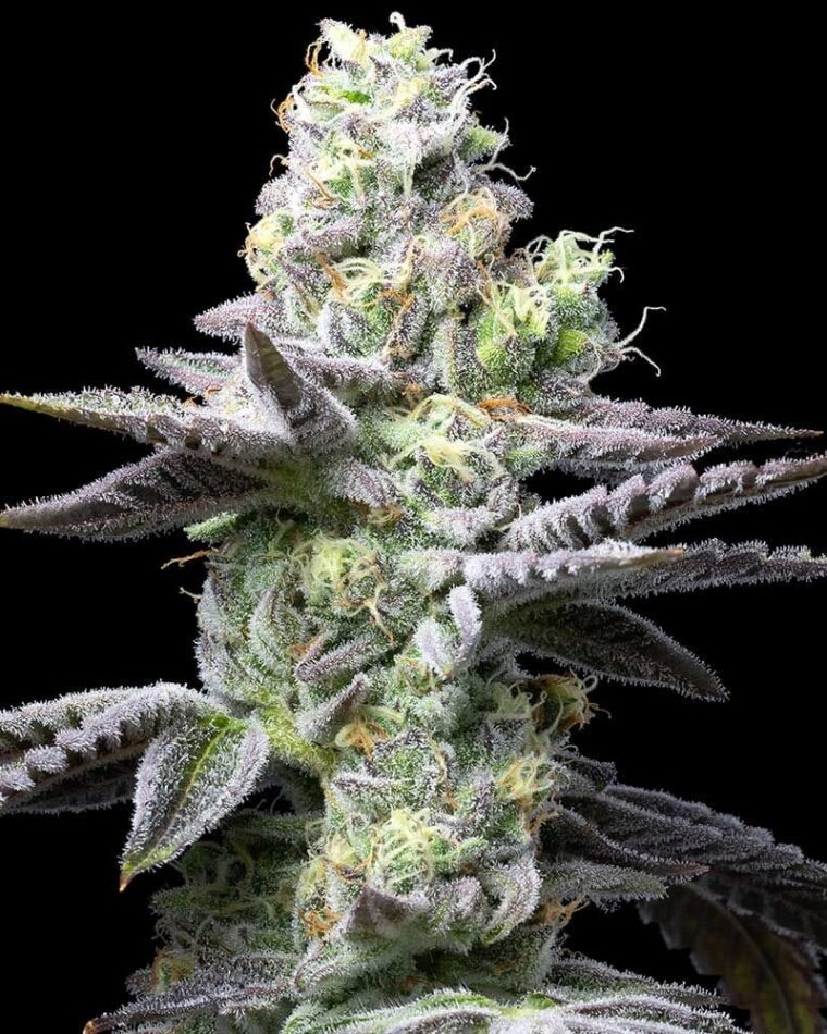 Wet Wet by Cookies Seed Bank – Guaranteed female plants – Indoor – 12/12 Photoperiod – image 1 – Seed City