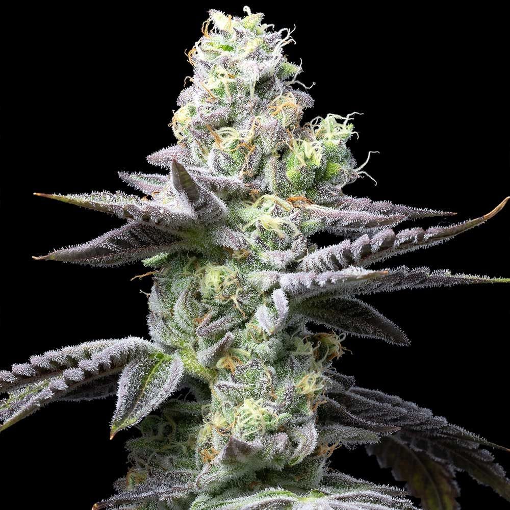 Wet Wet by Cookies Seed Bank – Guaranteed female plants – Indoor – 12/12 Photoperiod – image 1 – Seed City